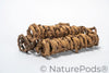 Palm Tail Spring