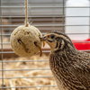 Quail & Gamebird Knödel — Enrichment Feed Ball with Mealworms 2 pack
