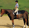 Cashel Quiet-Ride Bug Armor for Horses - 2 Piece Riding Fly & Insect Protection Set