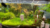 Baby Betta Mixed Random Pick