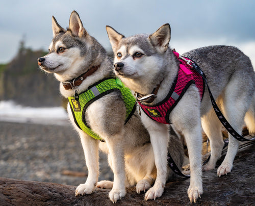 EcoBark Fuchsia Step In Dog Harness - Reflective Soft Mesh Harness for Teacup, Small Dogs and Puppies / Fuchsia Sport
