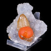 Rare Red Botryoidal Fluorite with Dog Tooth UV Calcite, Natural Mineral Specimen # B 6844