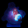 Rare Red Botryoidal Fluorite with Dog Tooth UV Calcite, Natural Mineral Specimen # B 6844