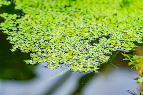 Duckweed Lemma Minor