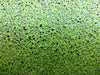 Duckweed Lemma Minor