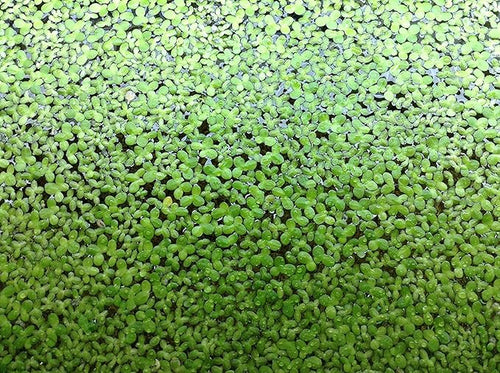 Duckweed Lemma Minor