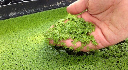 Duckweed Lemma Minor