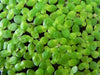 Duckweed Lemma Minor