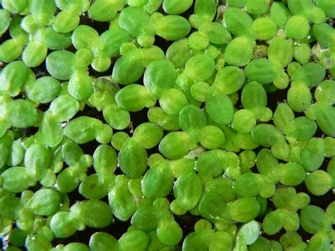 Duckweed Lemma Minor