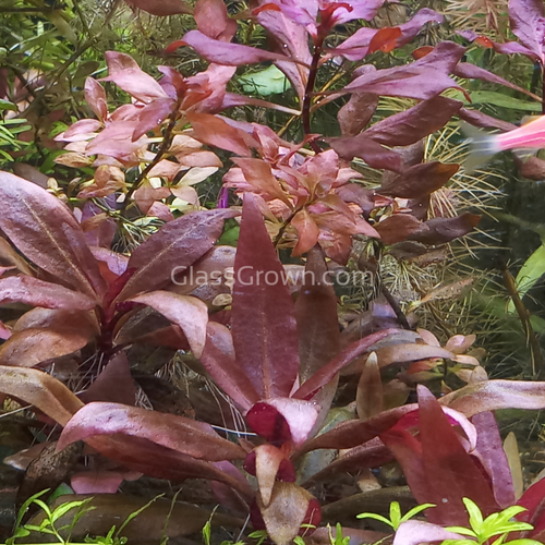 Done For You Plant Package, 12 Full Size (High Light, Co2 Required)