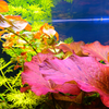 Done For You Plant Package, 12 Full Size (High Light, Co2 Required)