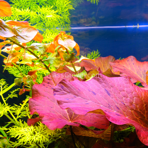 Done For You Plant Package, 12 Full Size (High Light, Co2 Required)
