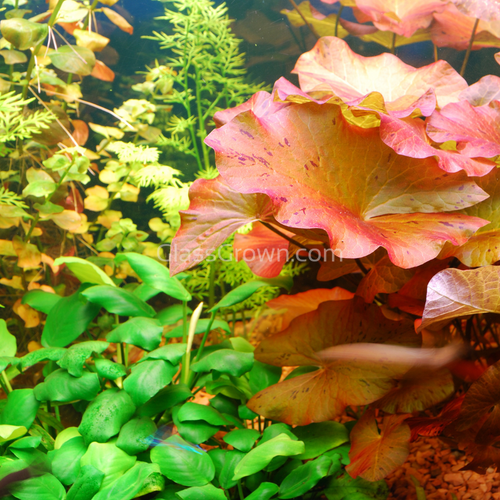 Done For You Plant Package, 12 Full Size (High Light, Co2 Required)