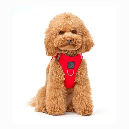 SoHo Dog Harness - Iconic Red