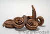 Ram's Horn Seed Pod