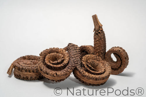 Ram's Horn Seed Pod