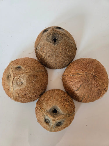 Coconut Shell Half