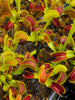 Venus flytrap (Dionaea muscipula) 'Trev's Dracula'