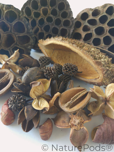 Botanical Seed Pod Variety Pack - 33 Pieces