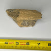 Triceratops fossil fragment