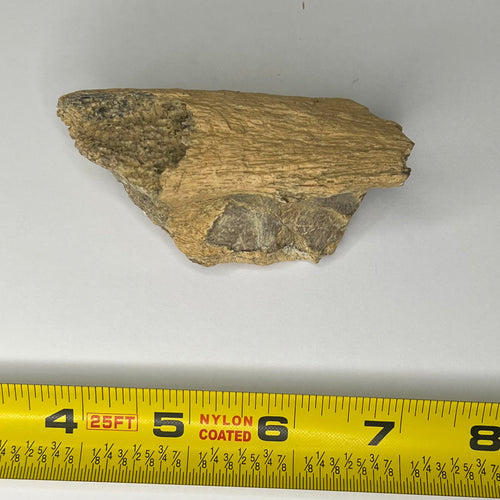 Triceratops fossil fragment