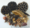 Botanical Seed Pod Variety Pack - 33 Pieces