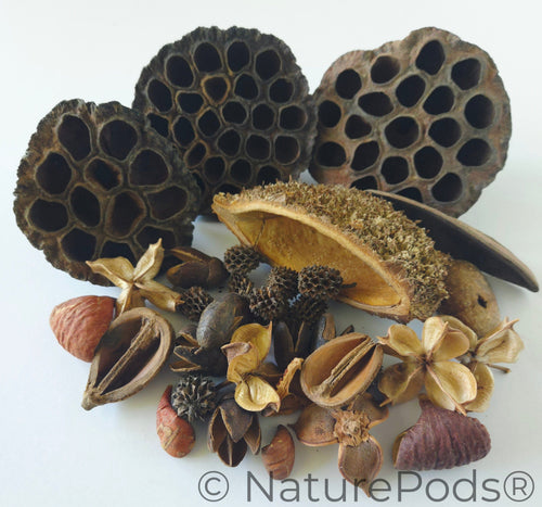 Botanical Seed Pod Variety Pack - 33 Pieces