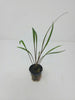 Cryptocoryne spiralis 'Tiger'