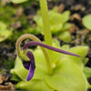 Pinguicula macrophylla
