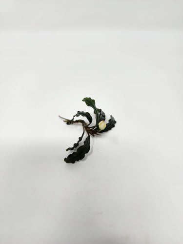 Bucephalandra Velvet