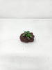 Anubias Nana Petite on Lava Rock