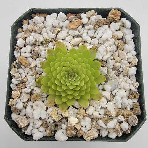 Pinguicula Lautner 92/52 x Big Purple Thing