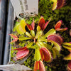 Venus flytrap (Dionaea muscipula) Brutal Shark