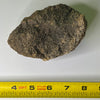 Triceratops fragment - Hell's Creek