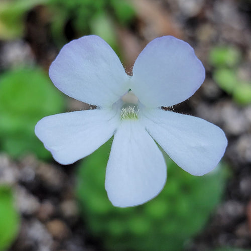 Pinguicula conzattii