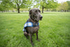 Custom Fleece Dog Vest