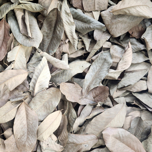 Peruvian Cows Ears Leaf Litter