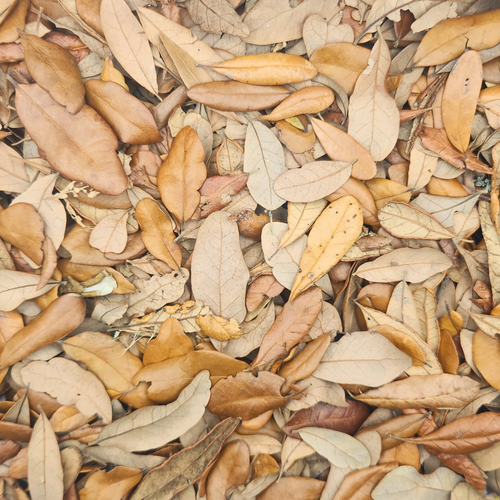 Live Oak Leaf Litter