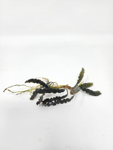 Bucephalandra Godzilla