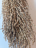 Date Palm Stalk