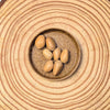 Zamia Furfuracea 'Cardboard Palm' Seeds
