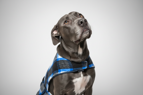 Custom Fleece Dog Vest