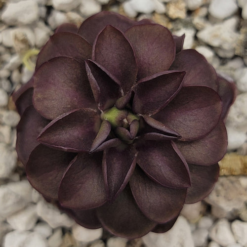 Pinguicula laueana Tangerine x cyclosecta