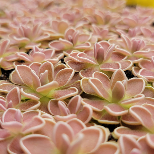 Pinguicula ehlersiae {Tolantongo}