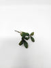 Bucephalandra Mix (Pack of 5)