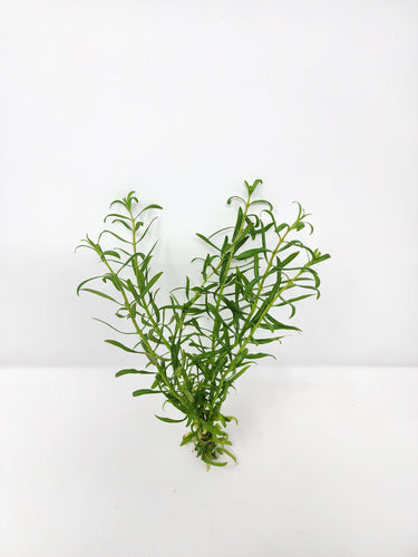 Rotala Red Cross