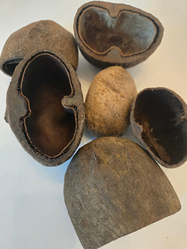 Palm Pod