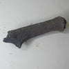 Fossilized Deer Antler