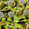 Venus flytrap (Dionaea muscipula) 'GJ Phalanx'