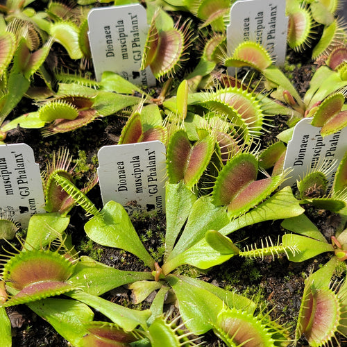RainbowCarnivorousplants Venus Flytrap GJ Phalanx - Thumbnail 4